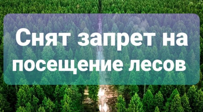 Леса Краснопольского района открыты для посещений: ограничения сняты